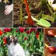 Kako posaditi tulipane u glinenu zemlju kako bi dobro cvjetali