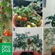 Uzgoj rajčice u stanu zimi - osobno iskustvo sa zaključcima i sortama