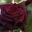 Crni princ: klasična sorta čajno-hibridnih ruža