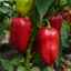 Karakteristike i opis sorte paprike, junaka, uzgoj i njega