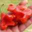 Karakterizacija i opis paprike, uzgoj i njega