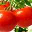 Karakteristike i opis sorti rajčice sanka: uzgoj i njega