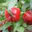 Karakteristike i opis sorte paprike kalifornijsko čudo, posebno raste