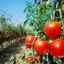 Obilje u krevetima od rajčice: odaberite plodonosne rajčice za svoj vrt