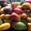 Mango: popularne egzotične voćne vrste