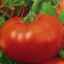 Opis sorte rajčice (rajčice) 33 bogatyria