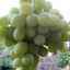 Opis sorte grožđa agadai