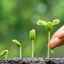 Helatna gnojiva - što je to i kako djeluju na biljke