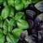 Koja je razlika između zelene i ljubičaste bosiljke, koja je korisnija