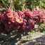 Grožđe veles: plodne grožđice u vašem vrtu